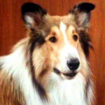 Lassie