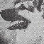 Rin Tin Tin Jr.