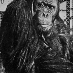 Joe Martin