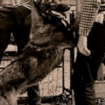 Dynamite the Dog