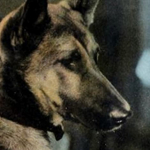 Ranger the Dog