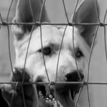 Ace the Wonder Dog