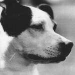 Cameo the Dog