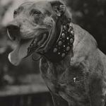 Teddy the Dog