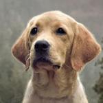 Charlie