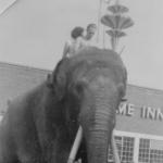 Charlie the Elephant