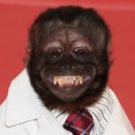 Crystal the Monkey