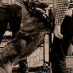 Dynamite the Dog