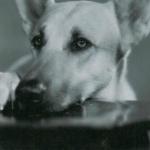Flash the Dog