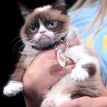 Grumpy Cat