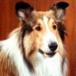 Lassie