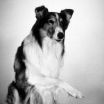 Lassie the Dog