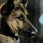 Ranger the Dog