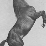 Rex the Wonder Horse