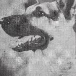 Rin Tin Tin Jr.