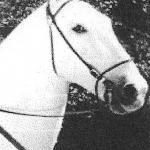 Silver King the Horse