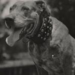 Teddy the Dog