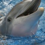 Winter The Dolphin