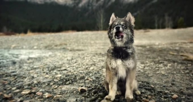 Trailer de 'Togo': la verdadera historia del perro esquimal eclipsado por Balto