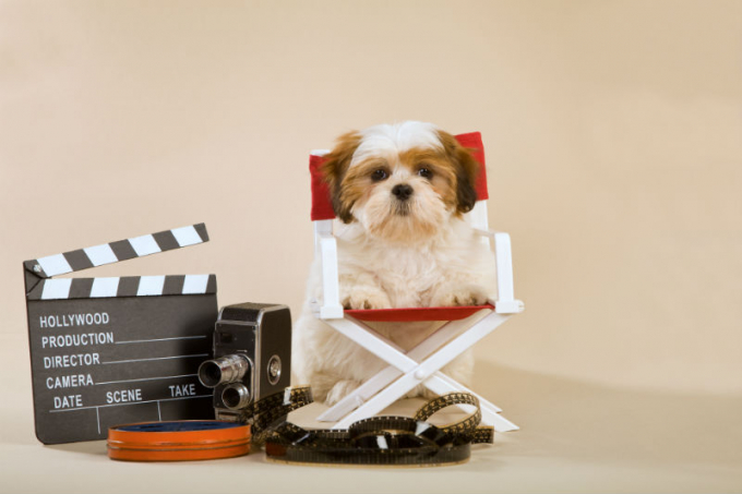 ¿Quieres que tu perro sea actor? Aquí te contamos cómo
