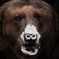 Noticia 'Oso Vicioso', el título en España de la película Cocaine Bear