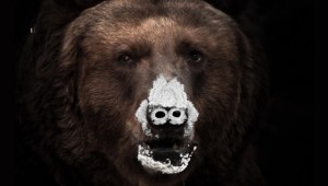 'Oso Vicioso', el título en España de la película Cocaine Bear