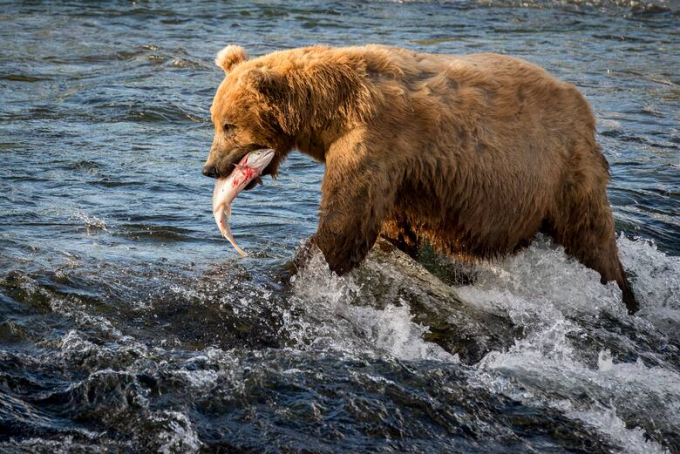 ¡Sangre, fauces y supervivencia! El reality de animales más impresionante y polémico 