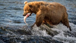 ¡Sangre, fauces y supervivencia! El reality de animales más impresionante y polémico 