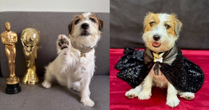 Suri, la sensación canina de los Oscar 2025