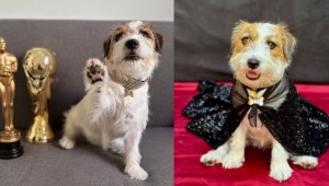 Suri, la sensación canina de los Oscar 2025