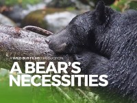A Bear's Necessities