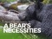 A Bear's Necessities