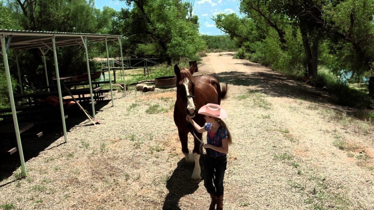 Foto de A HORSE STORY