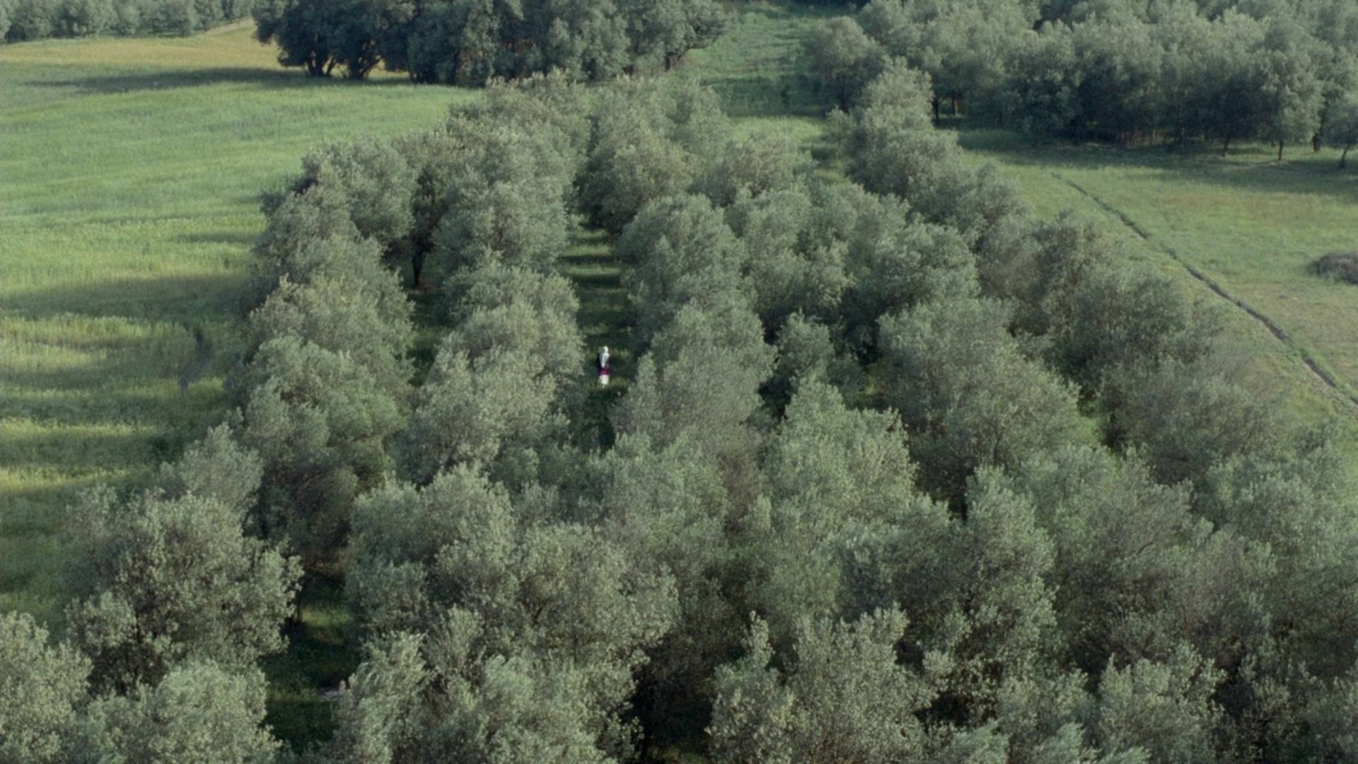 Foto de A TRAVÉS DE LOS OLIVOS