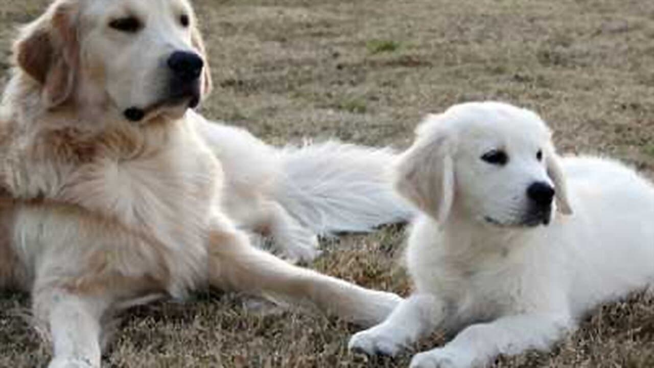 Foto de ADVENTURES OF BAILEY: THE LOST PUPPY
