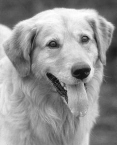 Poster de AIR BUD
