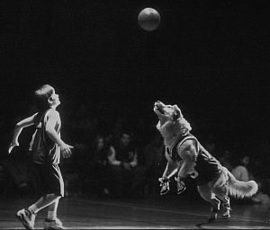Foto de AIR BUD