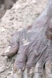 All Come From Dust