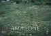 Amasone
