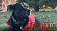 An American Pups Perspective