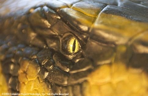 Foto de ANACONDAS: LA CACERÍA POR LA ORQUÍDEA SANGRIENTA