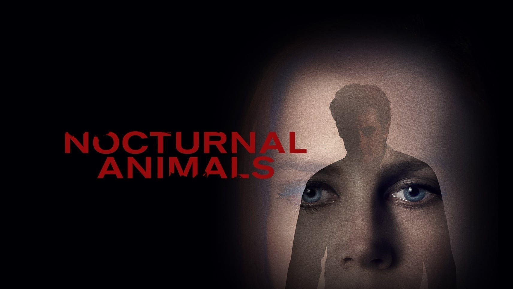 Foto de ANIMALES NOCTURNOS