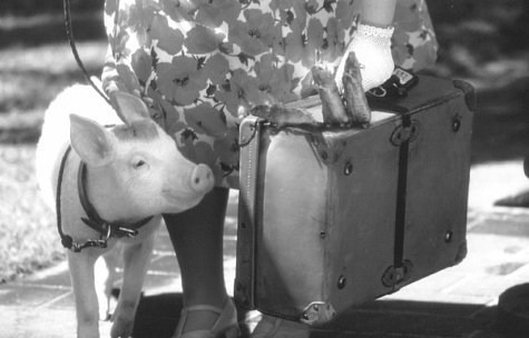 Foto de BABE: EL CERDITO EN LA CIUDAD