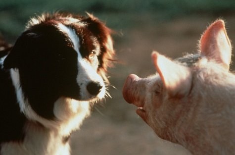 Foto de BABE, EL CERDITO VALIENTE