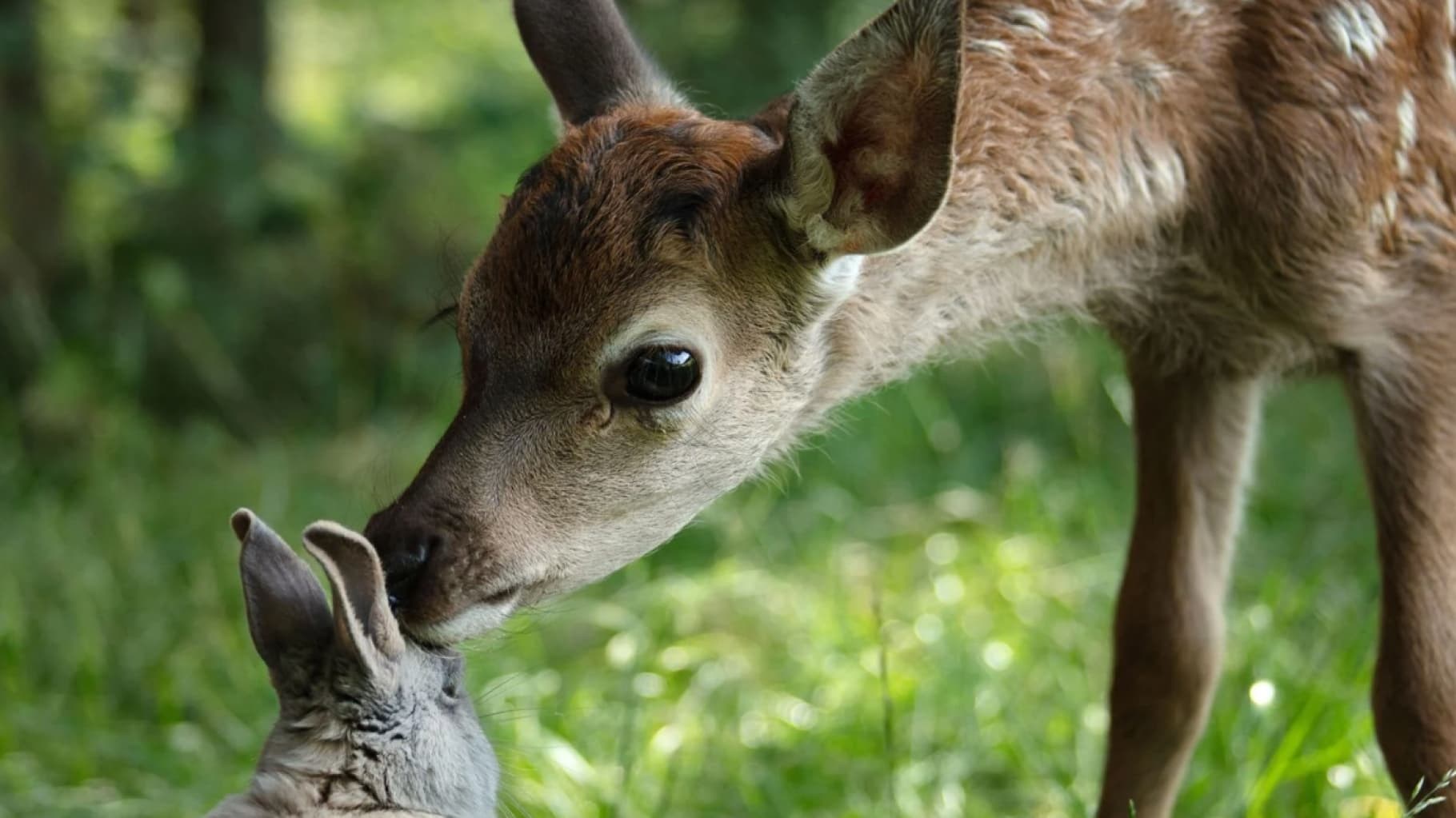 Foto de BAMBI: UNA AVENTURA EN EL BOSQUE