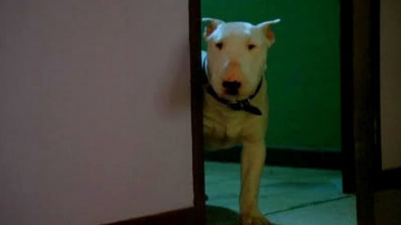 Foto de BAXTER