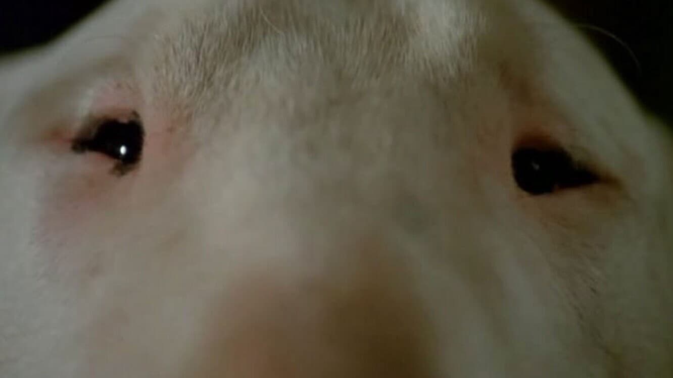 Foto de BAXTER