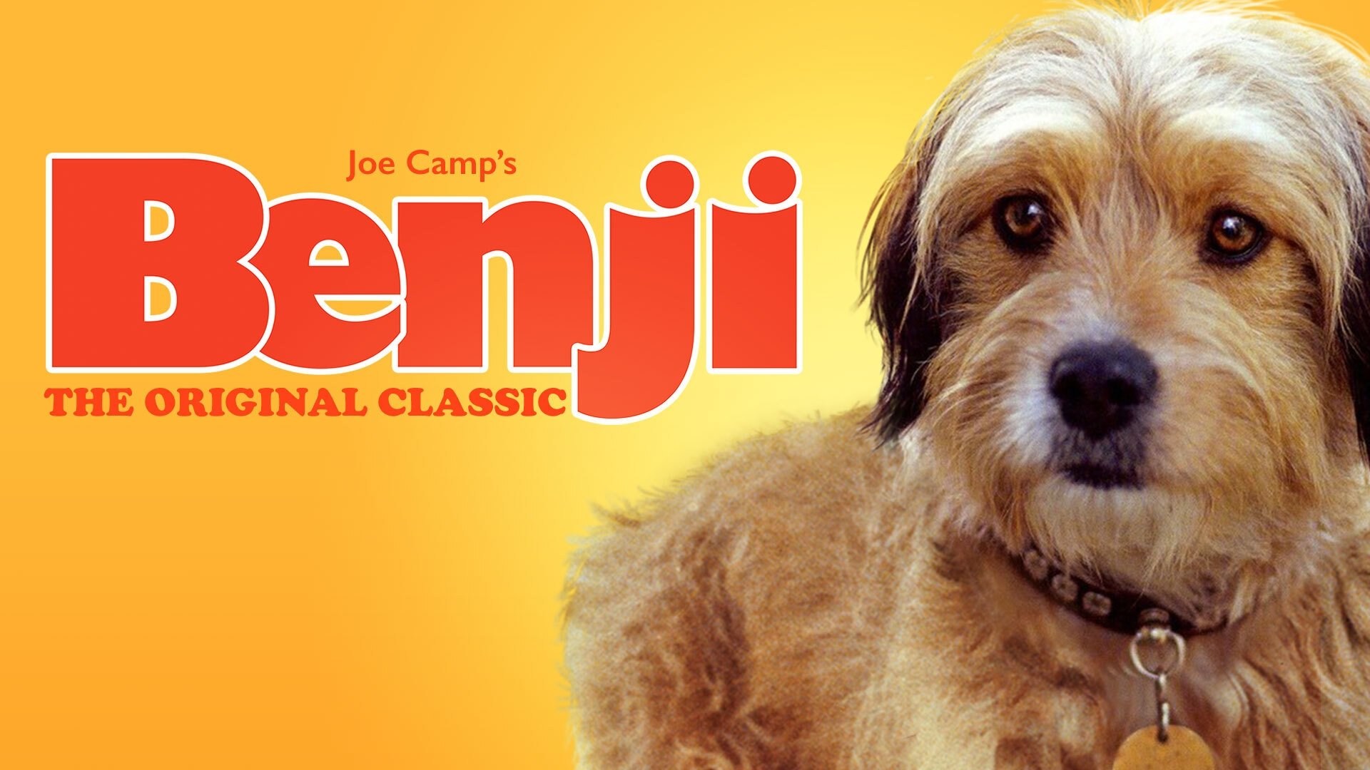 Foto de BENJI