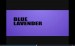 Blue Lavender