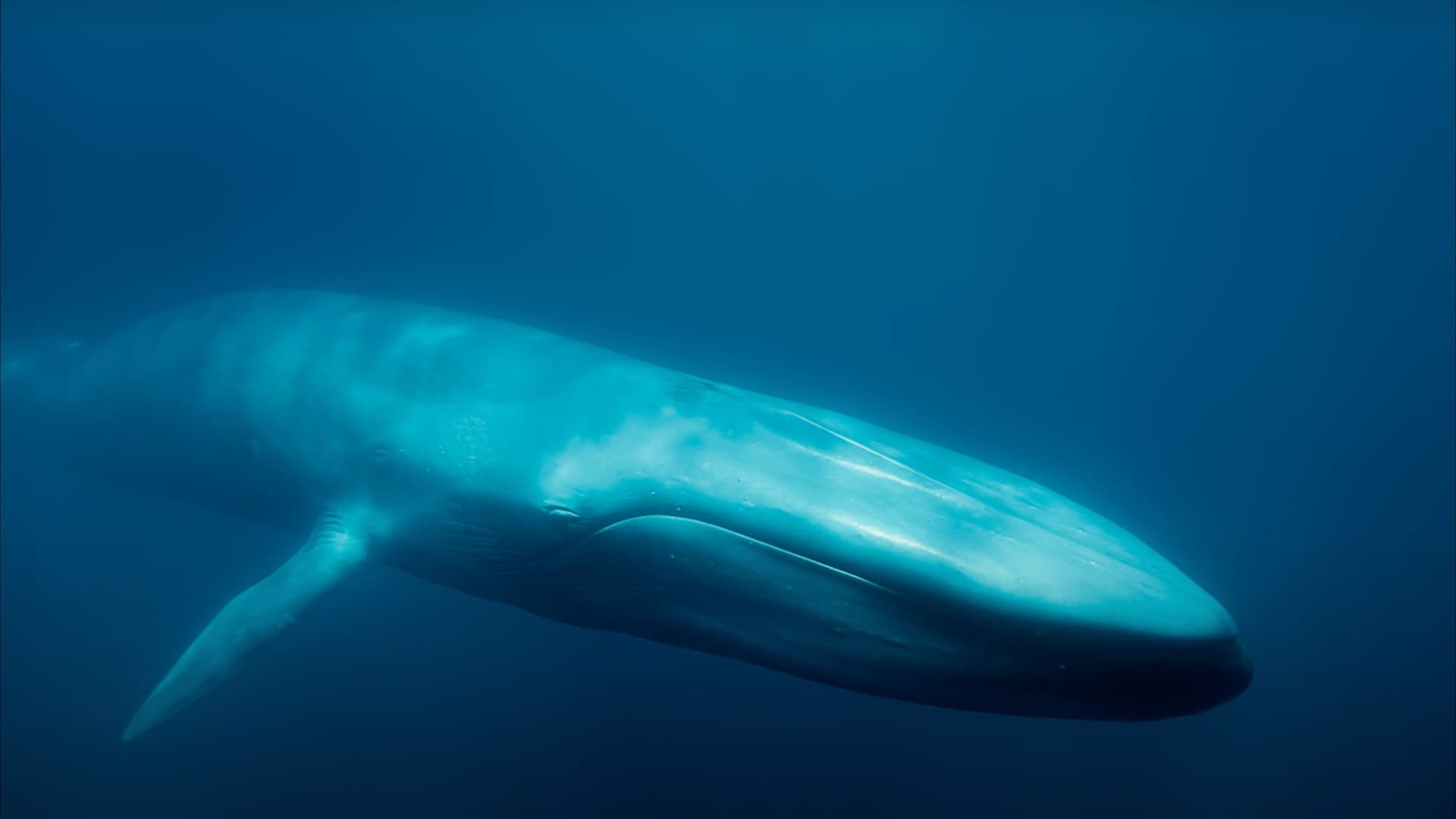 Foto de BLUE WHALES: RETURN OF THE GIANTS